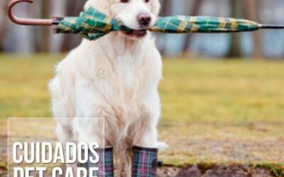 A importância de vacinar os cães contra a Leptospirose