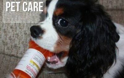 Intoxicação em cães e gatos por inseticidas