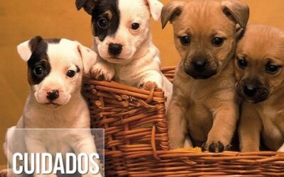 Principais cuidados com filhotes de cães recém-nascidos