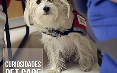 Menina de 7 anos ganha permissão para fazer cirurgia acompanhada de seu cãozinho