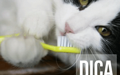 Como escovar os dentes do seu gato?