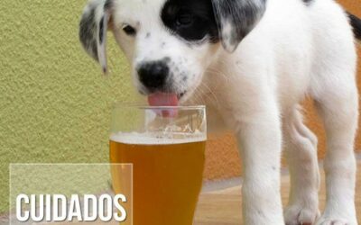 Cães podem ter intoxicação alcoólica