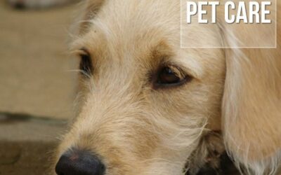 Anemia em cães: Cuidados importantes