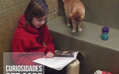 Crianças aprendem a ler enquanto fazem companhia para gatinhos abandonados