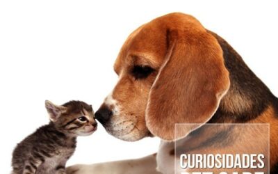 Como se explica a rivalidade entre cães e gatos?