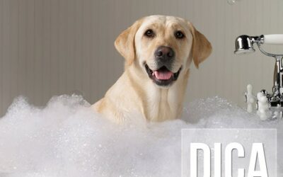 Dicas de como dar banho nos cães em casa
