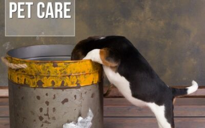 Por que os cães reviram as latas de lixo?