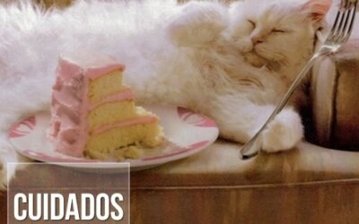 Cães e gatos podem ter diabetes?