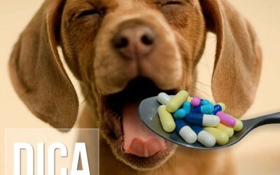 Como dar medicamento via oral para o meu cachorro?