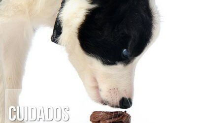 O que devo fazer se meu cachorro comer chocolate?