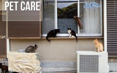 Fukuoka, uma ilha “dominada” por gatos