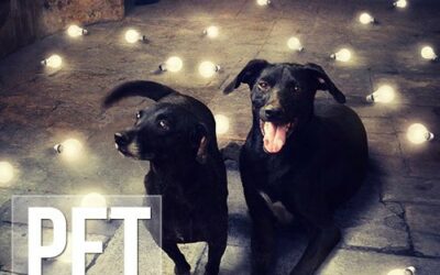 Fotógrafo cria montagens surreais com cachorros abandonados para incentivar adoção