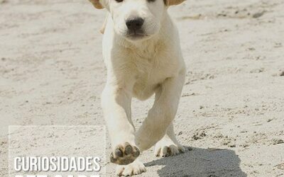 Quando os cães se tornaram os melhores amigos do homem?