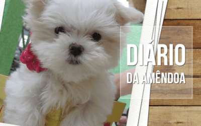 Diário da Amêndoa: Dicas sobre a idade e desenvolvimento dos cães