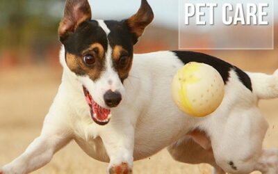 Cachorros adoram passar feriados fora de casa