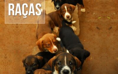 Que tal adotar um Vira-lata? O Pet Care te mostra as vantagens