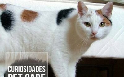 Gato Tricolor é sempre fêmea?