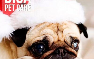 Época de festas: 10 alimentos que podem matar seu cachorro