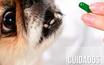 VIAGENS: REMÉDIOS PROIBIDOS PARA CÃES