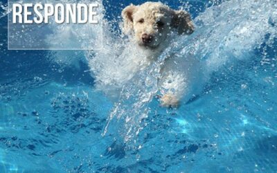 Calor e piscina: Como agir com cães e gatos?