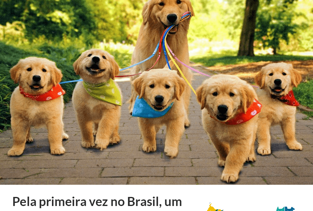 Programa “Puppy Skills Brasil”: Aulas para filhotes