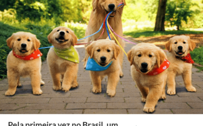 Programa “Puppy Skills Brasil”: Aulas para filhotes