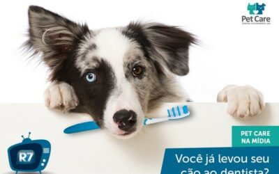 Dentista para cachorro: Saiba como é o tratamento