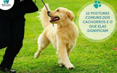 12 posturas comuns dos cachorros e o que elas significam