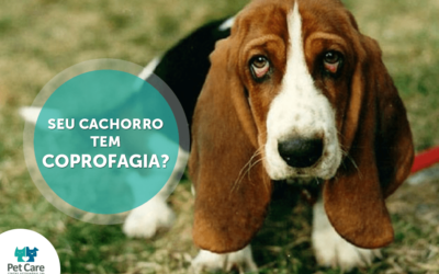 Seu cachorro tem coprofagia? O que isso pode trazer de problemas e o que pode ser feito?