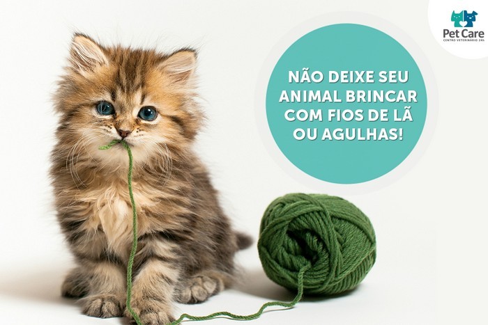 Brincando com o seu gato