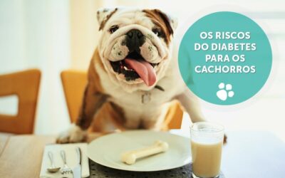 Os riscos do diabetes para os cachorros