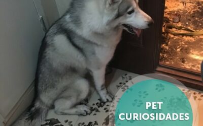 Família deixa husky sozinho por apenas 3 horas e cachorro dá “nova decoração” à casa