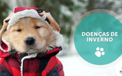 Problemas de saúde em cães e gatos no inverno