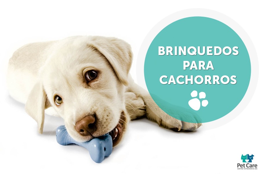 Brincadeiras e distrações para cães: quando são indicadas?