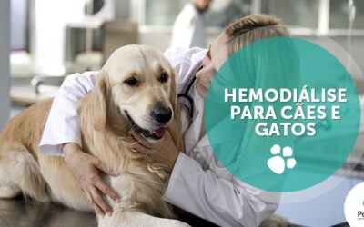Hemodiálise para cães e gatos