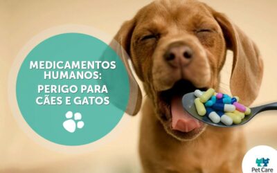 Medicamentos humanos são perigosos para cães e gatos