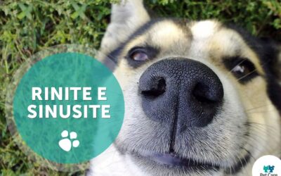 Rinite e sinusite em cães