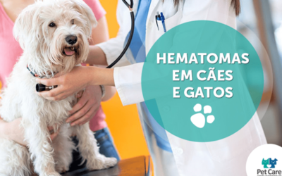 Hematomas em cães e gatos