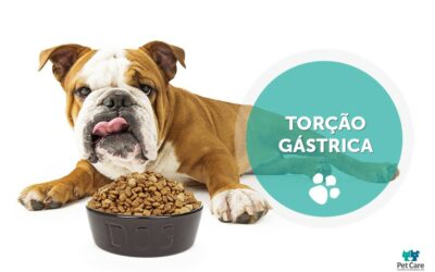 Os perigos da dilatação do estômago em cães