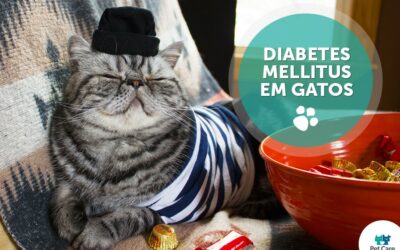 Principais perguntas de Diabetes Mellitus em Gatos
