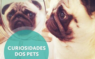 Curiosidades sobre o comportamento de cães e gatos