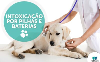 Intoxicação pela Ingestão de Pilhas e Baterias em Cães e Gatos