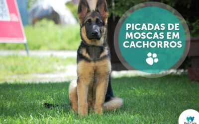 Picadas de moscas em cachorros