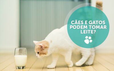 Cães e gatos podem tomar leite?