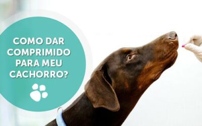 COMO DAR COMPRIMIDO PARA MEU CÃO?