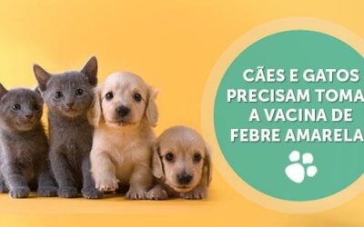 Cães e Gatos precisam tomar a vacina de Febre Amarela?
