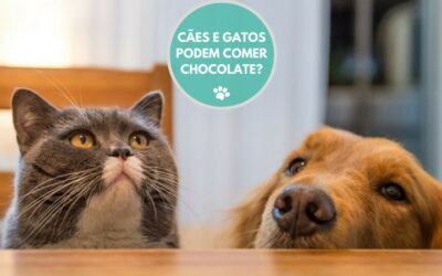 CÃES E GATOS PODEM COMER CHOCOLATE?