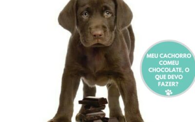 MEU CACHORRO COMEU CHOCOLATE, O QUE FAZER?