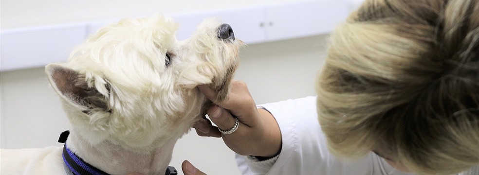 Dermatologia dermatologia petcare - Dermatologia