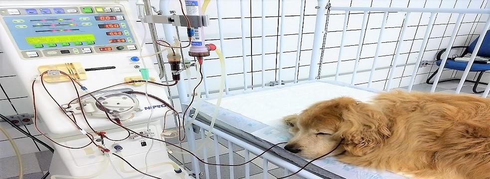 Hemodiálise hemodialise petcare - Hemodiálise